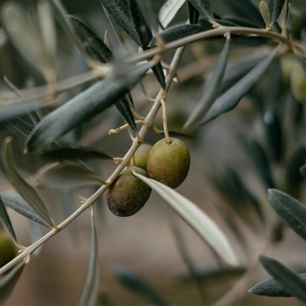 Branche d'olivier chargée d'olives vertes